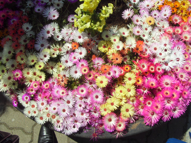 SDC12438.JPG