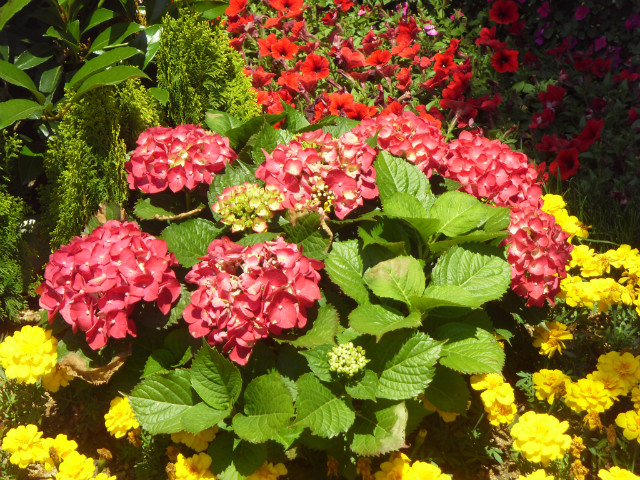 SDC12430.JPG