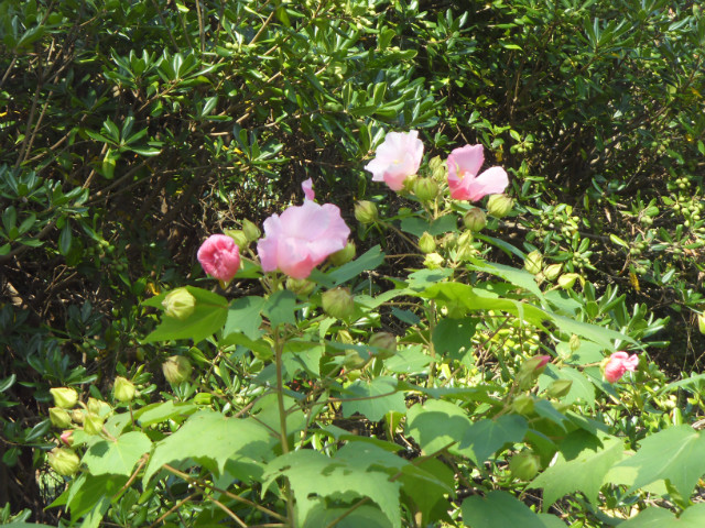 SDC11810.JPG