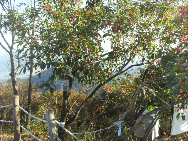 SDC13222.JPG