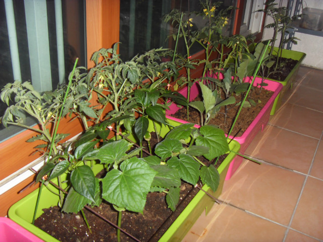 SDC12654.JPG