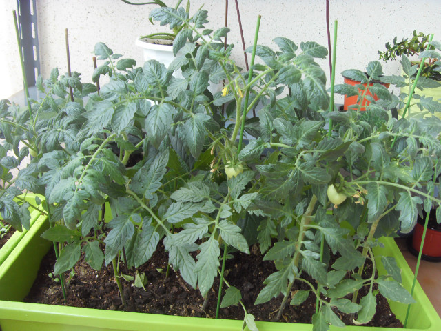 SDC12730.JPG