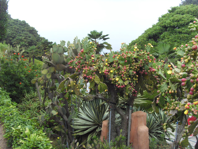 SDC13539.JPG