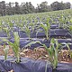 https://farmnet.kr/data/file/f_farm/thumb-32907931_CxsujrfW_5de72359c743c371f7565a3a0786fb9c718aa329_80x80.jpg